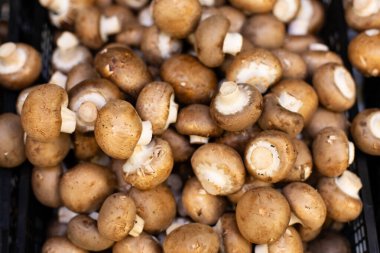 Mantar Agaricus bisporus, arka plan. Bir sürü mantar yakın plan. Yenilebilir taze mantar şampiyonu agaricus hortensis yetiştirildi.
