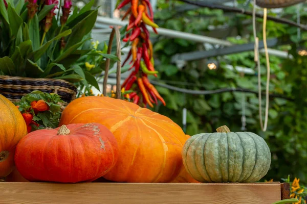 Tres Grandes Calabazas Rayas Verdes Anaranjadas Maduras Cosechando Una Cosecha — Foto de Stock