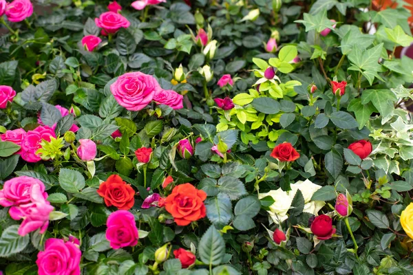 Rosa Dei Fiori Sfondo Della Natura Bellissimi Fiori Rosa Giardino — Foto Stock