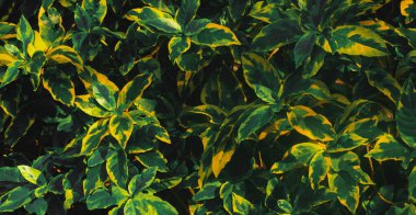 arka planda sarı ve yeşil yaprak