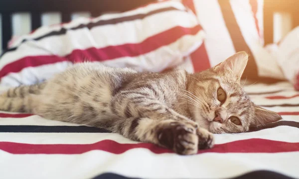 Tabby Cat Een Bed Omgevingslicht — Stockfoto