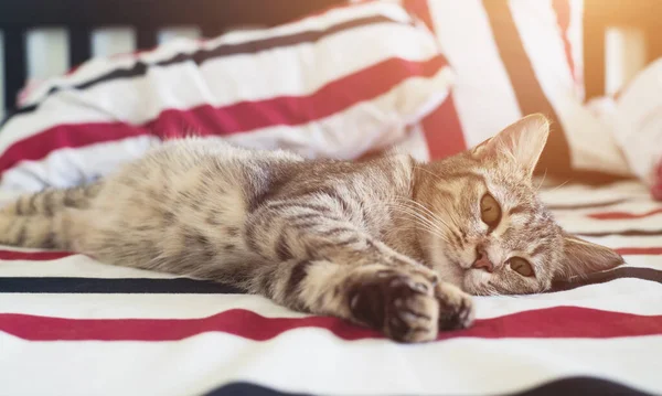 Gato Mesa Uma Cama Luz Ambiente — Fotografia de Stock