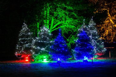 Işıklı Noel ağaçları karanlıkta