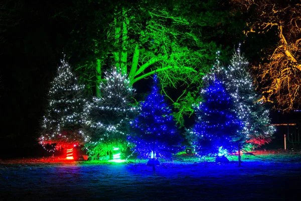 Verlichte kerstbomen in het donker Rechtenvrije Stockafbeeldingen