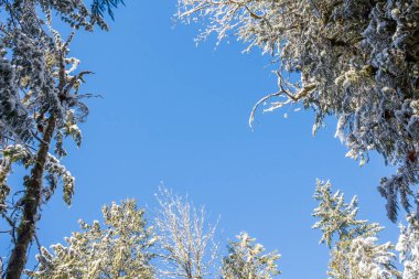 Karlı ağaç dalları mavi gökyüzüne. Ağaç seviyesinde, atışa ve karlı dal, yaprak dökmeyen firs arasında bunların tümünü tek bir bulut olmadan mavi gökyüzü temiz.