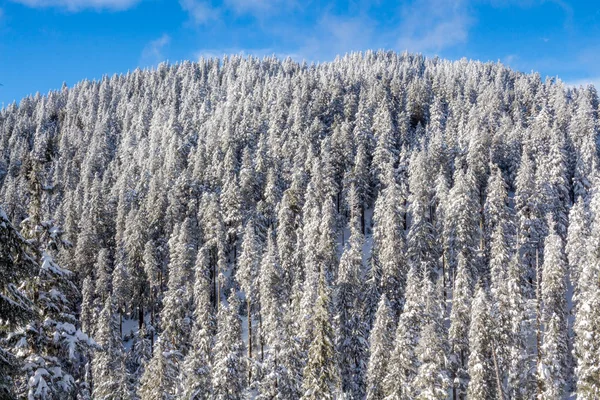 Zimowy Krajobraz Zaśnieżony Las Wysoki Górach Słoneczny Dzień Słoneczny Zimowy — Zdjęcie stockowe