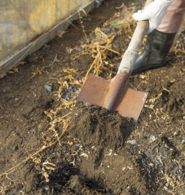 Bir çalışan paslı bir kürekle bahçe yataklarını kazıyor..