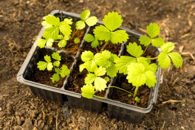 Yatağın üstündeki plastik kutuda toprak olan çilek fidanları, üst manzara. Seçici odak.