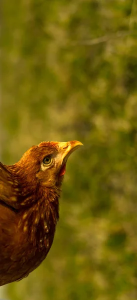 Gros plan de poulet debout sur la cour de la grange avec le poulailler . — Photo