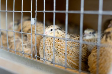 Bıldırcın çiftliği. Bir bıldırcın yakın plan. Sığ alan derinliği.