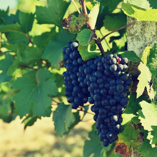 Виноградники Палавой Чехия Южно Моравийский Регион — стоковое фото