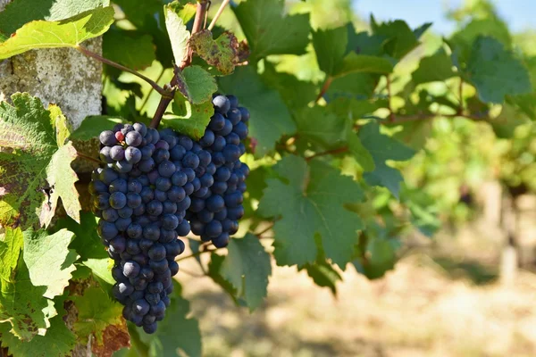 Uvas. Vinhedos sob Palava. República Checa - Região vitícola da Morávia do Sul . — Fotografia de Stock