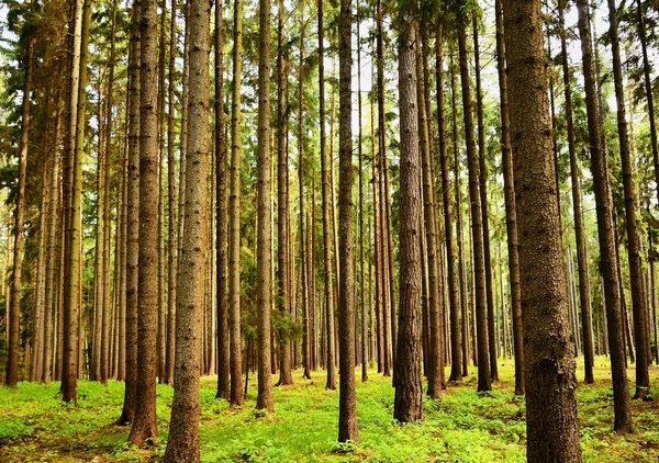 Alberi Nella Foresta Foresta Sfondo Naturale Relax Ricreazione Nella Natura — Foto Stock