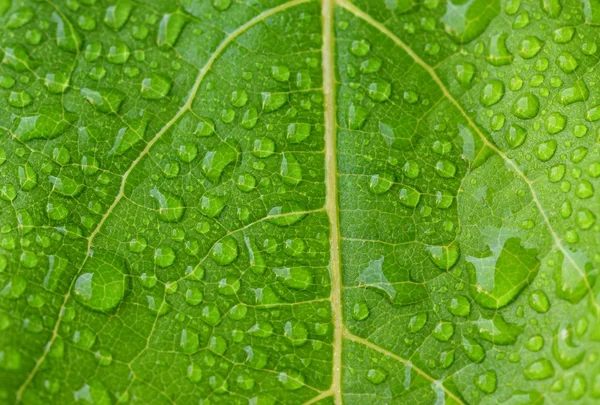 Зеленый лист росы. Красивый зеленый свежий природный фон . — стоковое фото