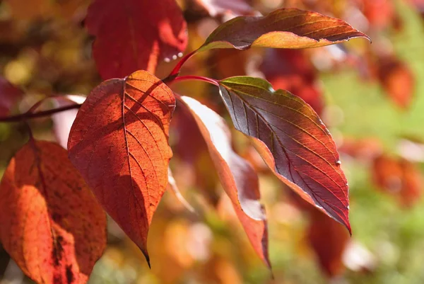 Folhas Outono Natural Sazonal Fundo Colorido — Fotografia de Stock