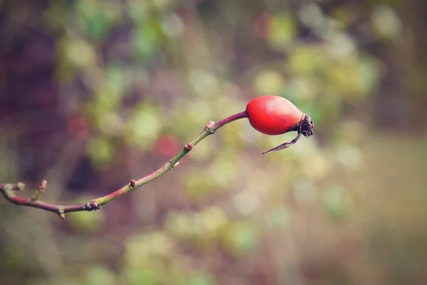 Rose Μπους με μούρα. (pometum) Αγριοτριανταφυλλιάς. Φθινοπωρινή συγκομιδή χρόνο για να προετοιμάσουν ένα υγιές εγχώρια τσάι — Φωτογραφία Αρχείου