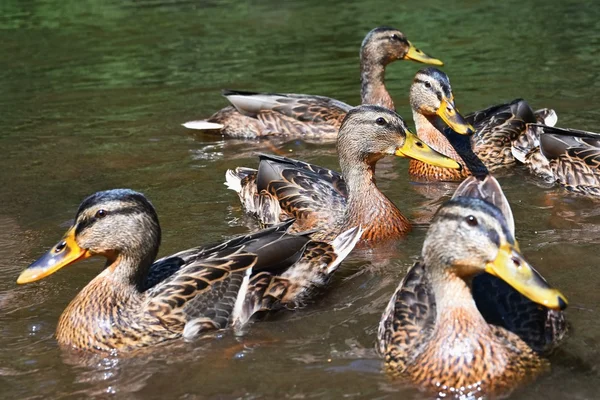 Mládě divoké kachny (Anas platyrhynchos) — Stock fotografie