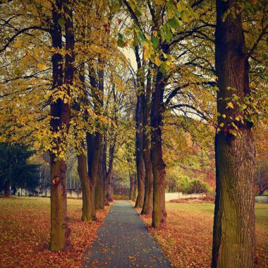 Güzel romantik bir şekilde renkli ağaçlar ile bir park. Sonbahar doğal arka plan manzara.