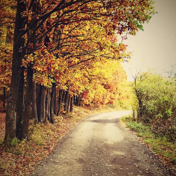 Романтично в парке с разноцветными деревьями. Осенний природный пейзаж . — стоковое фото