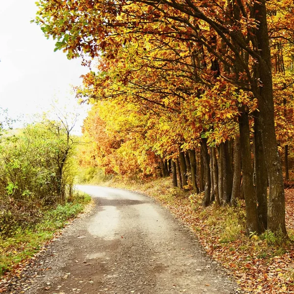 Романтично Парке Разноцветными Деревьями Осенний Природный Пейзаж — стоковое фото