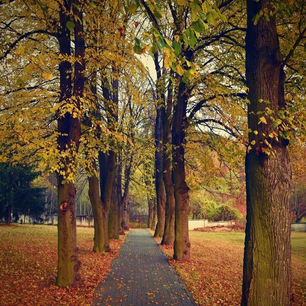 Güzel romantik bir şekilde renkli ağaçlar ile bir park. Sonbahar doğal arka plan manzara.