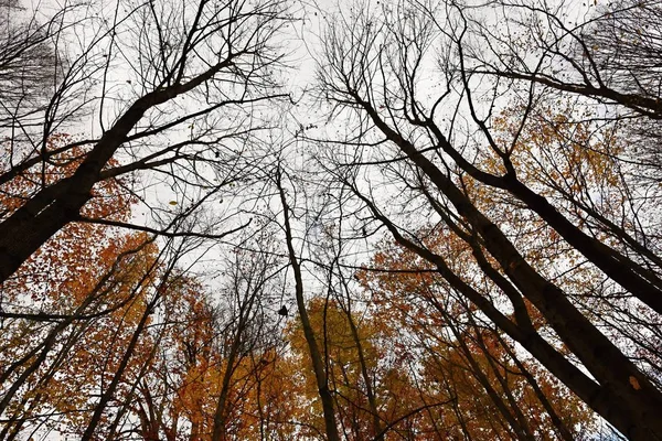 Feuilles Automne Fond Coloré Saisonnier Naturel — Photo