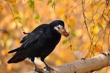 Güzel resim bir kuş - raven / sonbahar doğada karga. (Corvus frugilegus)