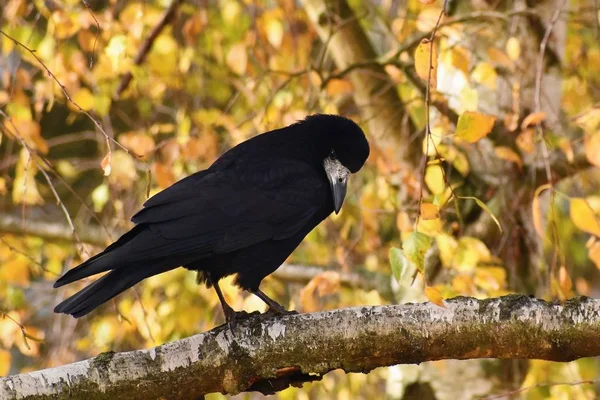 Belle image d'un oiseau corbeau / corbeau dans la nature d'automne. (Corvus frugilegus ) — Photo
