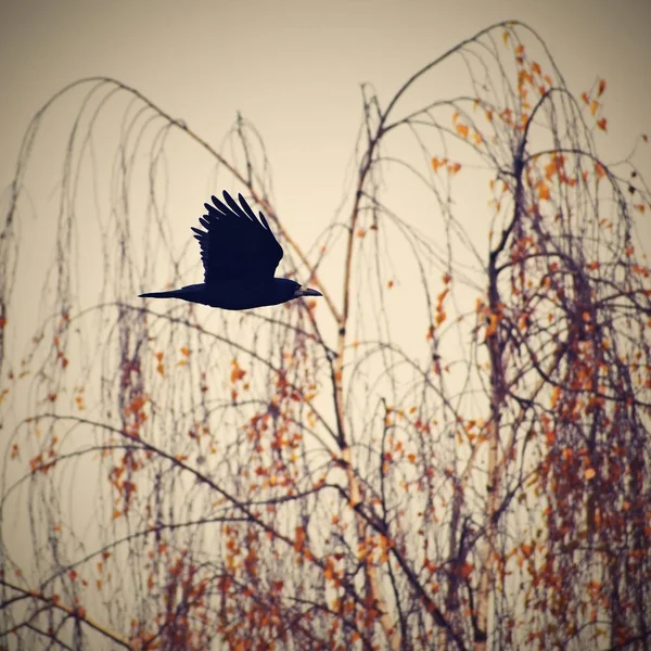 Güzel Resim Bir Kuş Raven Sonbahar Doğada Karga — Stok fotoğraf