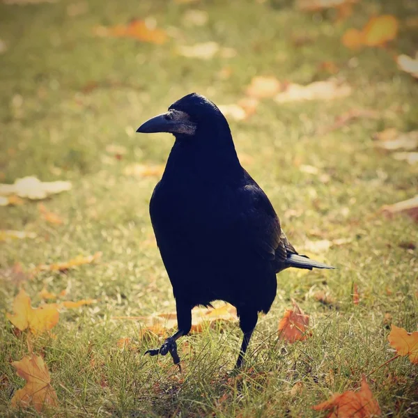 Hermosa imagen de un pájaro cuervo / cuervo en la naturaleza de otoño. (Corvus frugilegus ) —  Fotos de Stock