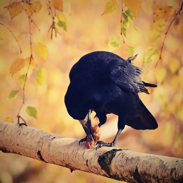Vacker Bild Fågel Korpen Gala Höstens Natur — Stockfoto