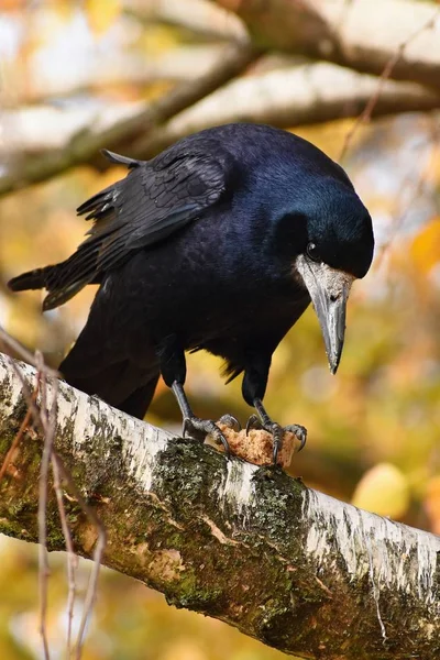 Gyönyörű kép egy madár - raven, / az őszi természet varjú. (Corvus frugilegus) — Stock Fotó