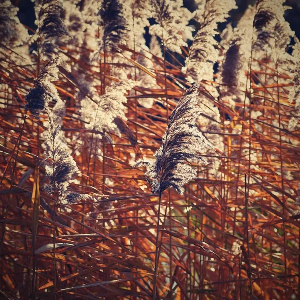 Schilfrohr Schönen Natürlichen Hintergrund Mit Der Sonne Phragmites Australis — Stockfoto