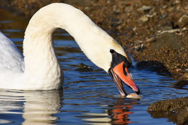 Hermoso Cisne Estanque Hermoso Fondo Color Natural Con Animales Salvajes — Foto de Stock
