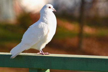 Bir kuş güzel fotoğraf. Yabani güvercin (Columba livia domestica) ve renkli arka plan.