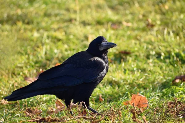 Gyönyörű fotó egy madár - raven, / az őszi természet varjú. (Corvus frugilegus) — Stock Fotó