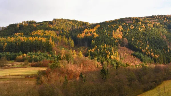 Vackert Landskap Med Magiska Höstträd — Stockfoto