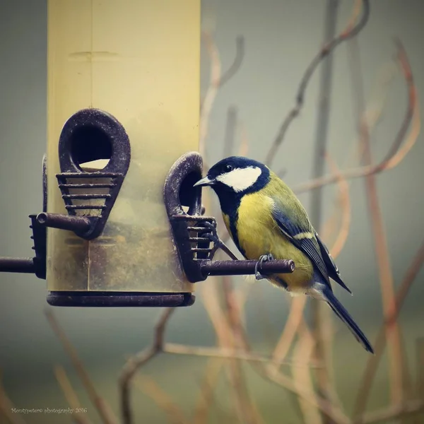 Gyönyörű fotó egy madár. Széncinege (Parus fő) és színes háttérrel. — Stock Fotó