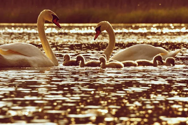 Vackra swan ungar vid dammen. Vacker naturlig färgad bakgrund med vilda djur. Utfodring kycklingar vid solnedgången. — Stockfoto