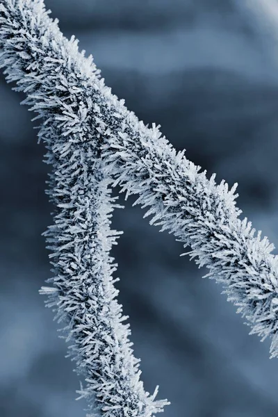 Παγετός στα κλαδιά. Όμορφο χειμώνα εποχιακά φυσικό υπόβαθρο. — Φωτογραφία Αρχείου