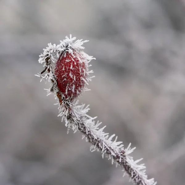 Frost på grenar. Vacker vinter säsong naturlig bakgrund.frost nypon buskar — Stockfoto