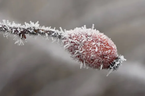 枝に霜。美しい冬の季節の自然の背景。霜のバラの茂み — ストック写真