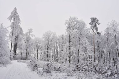 Kış manzarası - ormandaki buzlu ağaçlar. Doğa karla kaplı. Güzel mevsimlik doğal arka plan.