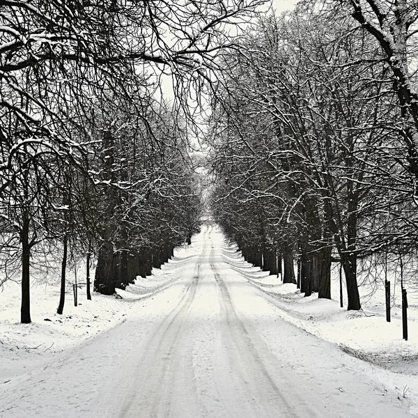 숲 속의 겨울 풍경은 서리가 내리는 나무들 이었다. 자연은 눈으로 덮여 있다. 아름다운 계절의 자연적 배경. — 스톡 사진