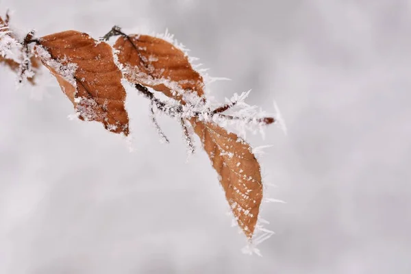 Paysage Hivernal Froid Sur Les Branches Beau Fond Naturel Saisonnier — Photo