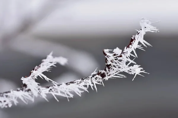 Χειμερινό Τοπίο Πάγωμα Στα Κλαδιά Όμορφο Χειμώνα Εποχιακό Φυσικό Υπόβαθρο — Φωτογραφία Αρχείου