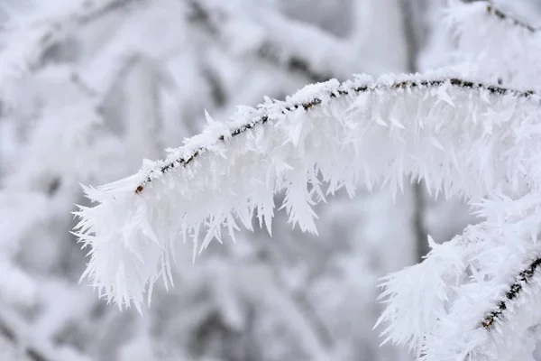 Winter Landscape Frost Branches Beautiful Winter Seasonal Natural Background — Stock Photo, Image