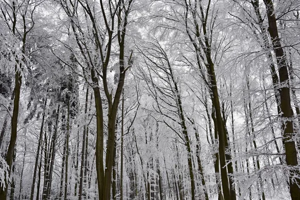 Paisagem Inverno Árvores Geladas Floresta Natureza Coberta Neve Fundo Natural — Fotografia de Stock