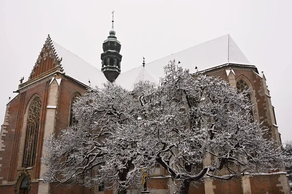 Beautiful old temple-church. Basilica of the Assumption. Virgin Mary. Brno Czech Republic. (Basilica minor) Winter landscape - frosty trees. — Stock Photo, Image