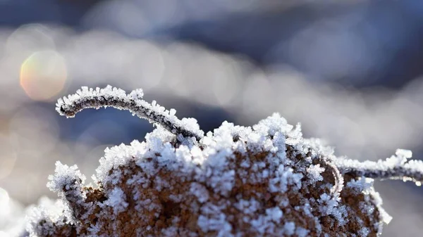 Παγετό Στην Λεπίδα Της Χλόης Όμορφο Χειμώνα Εποχιακά Φυσικό Υπόβαθρο — Φωτογραφία Αρχείου